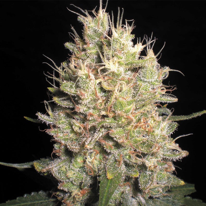 Samsara Seeds - Crazy Miss Hyde (fem.)