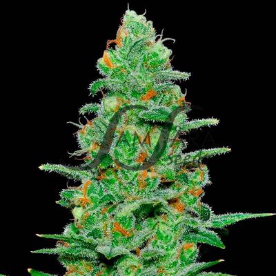 Samsara Seeds - Crazy Miss Hyde Auto (auto/fem.) 03700