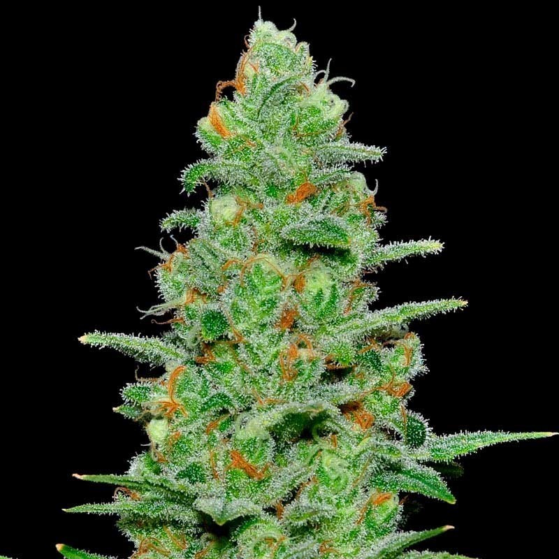 Samsara Seeds - Crazy Miss Hyde Auto (auto/fem.)