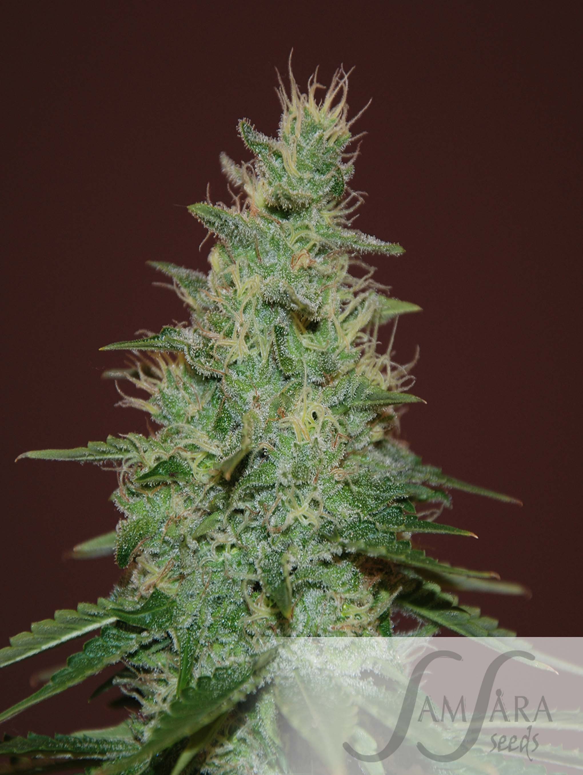 Samsara Seeds - El Alquimista Auto (auto/fem.)