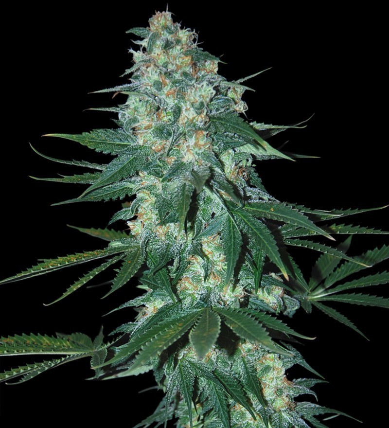 Samsara Seeds - El Alquimista (fem.)