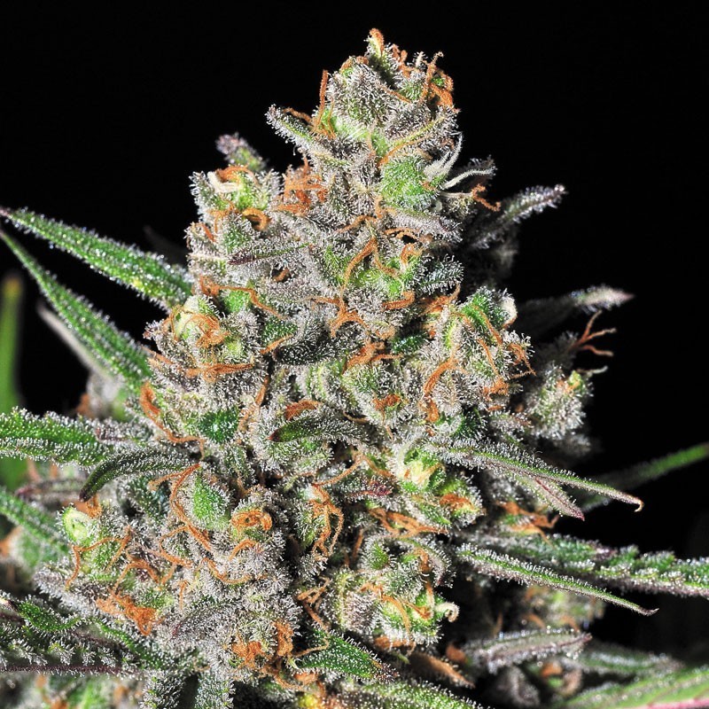 Samsara Seeds - Green Love Potion (fem.)