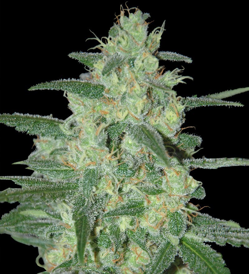 Samsara Seeds - Holy Grail 69 (fem.)