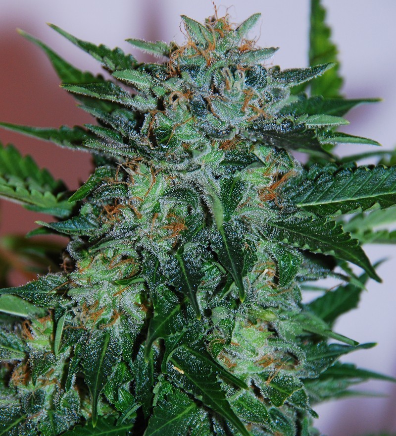 Samsara Seeds - Flash Babylon (auto/fem.)