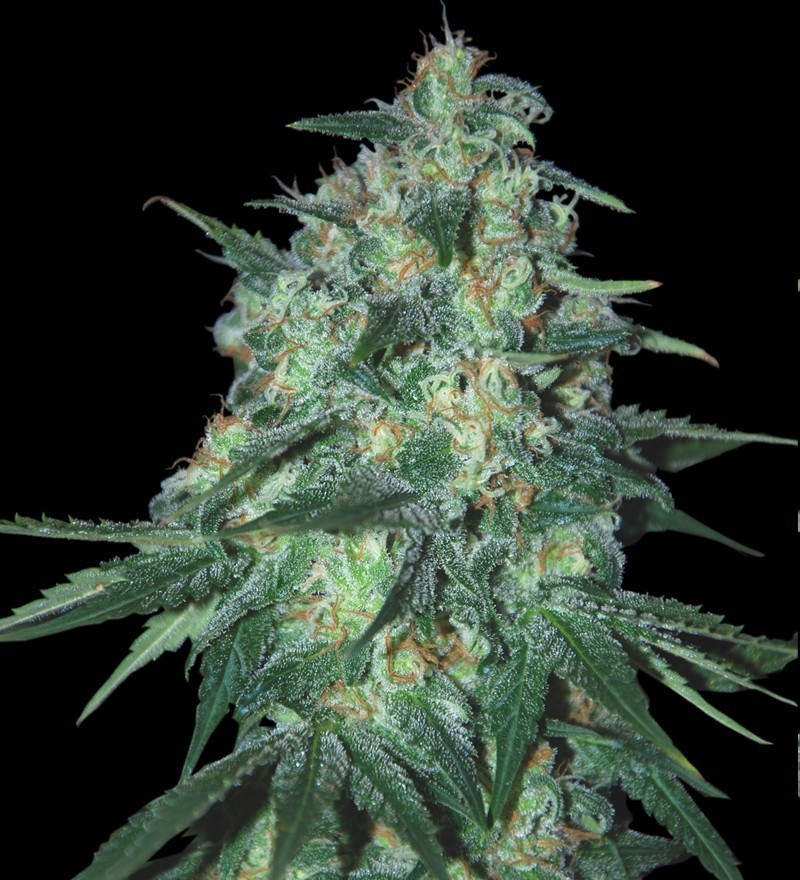 Samsara Seeds - Jekyll Passion (fem.)