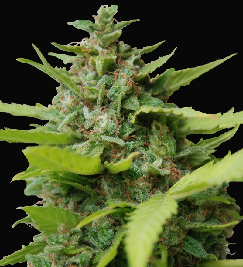 Samsara Seeds - Kiss Dragon (fem.)