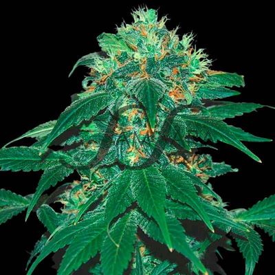 Samsara Seeds - Punky Lion (fem.) 03250