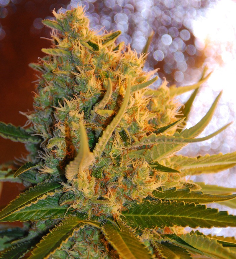 Samsara Seeds - Shot Adrenaline (auto/fem.)