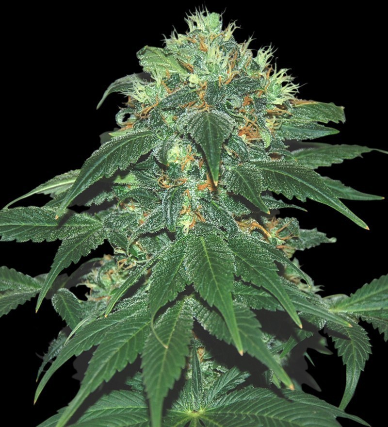Samsara Seeds - Punky Lion (fem.)