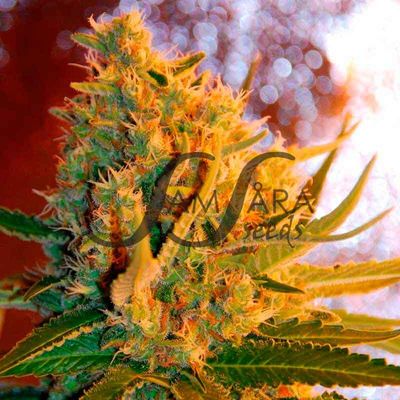 Samsara Seeds - Shot Adrenaline (auto/fem.) 01671