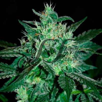 Samsara Seeds - Spicy White Devil (fem.) 03254