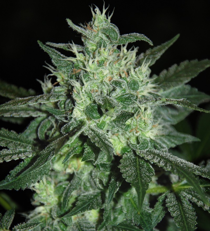 Samsara Seeds - Spicy White Devil (fem.)