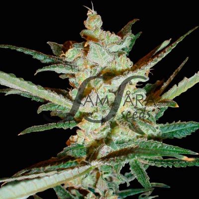 Samsara Seeds - Supersonic Cristal Storm (auto/fem.) 03228