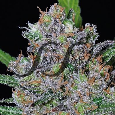 Samsara Seeds - Sweet Black Angel (fem.) 03262