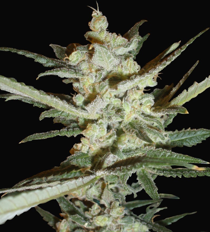 Samsara Seeds - Supersonic Cristal Storm (auto/fem.)