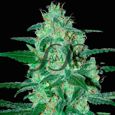 Samsara Seeds - Thunder Bloody Mary (auto/fem.) 03224