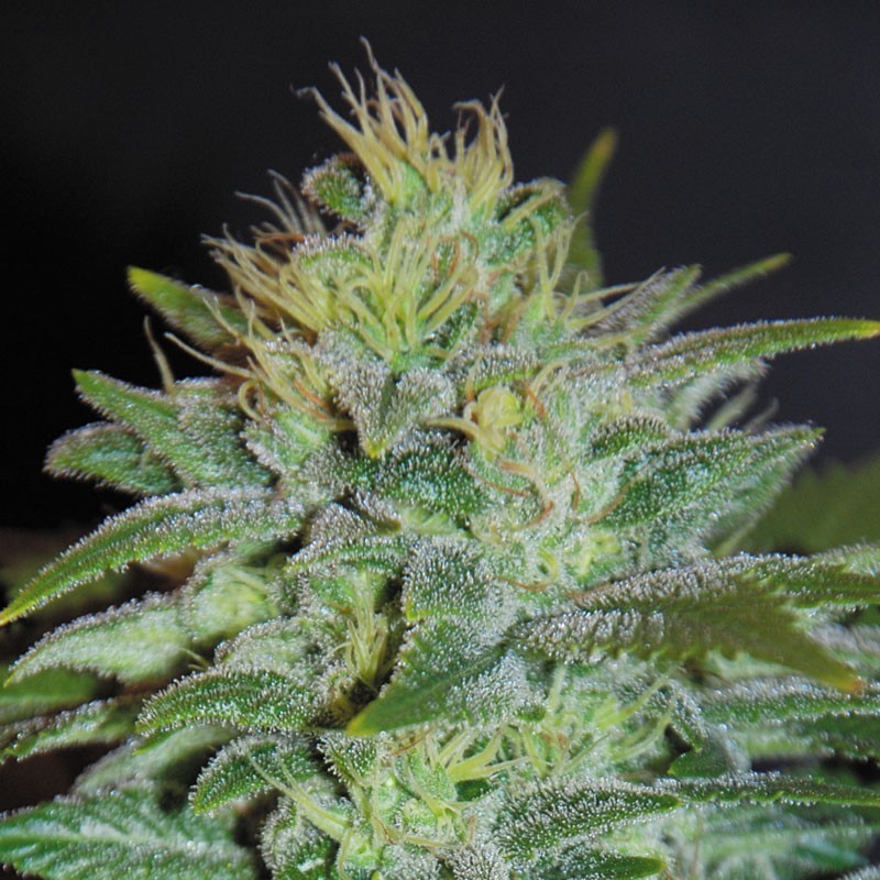 Samsara Seeds - Sweet Black Angel (fem.)