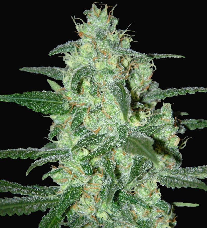 Samsara Seeds - Thunder Bloody Mary (auto/fem.)