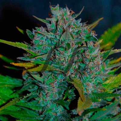 Samsara Seeds - Ultraviolet (auto/fem.) 01670