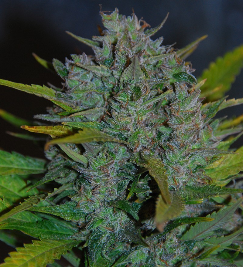 Samsara Seeds - Ultraviolet (auto/fem.)