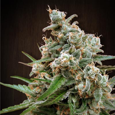 Ace Seeds - Nepal Jam (reg.)