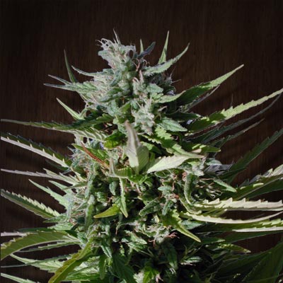 Ace Seeds - Tikal (reg.)