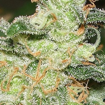Vision Seeds - Russian Snow (fem.)