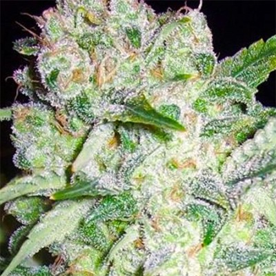 Vision Seeds - AK-49 (fem.)