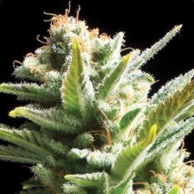 Vision Seeds - Amnesia (fem.)