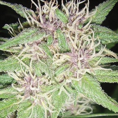 Vision Seeds - Jack Herer (fem.)