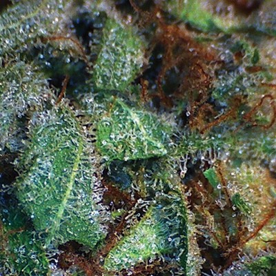 Vision Seeds - NY Diesel (fem.)