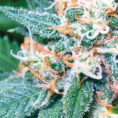 Vision Seeds - Super Skunk (fem.)
