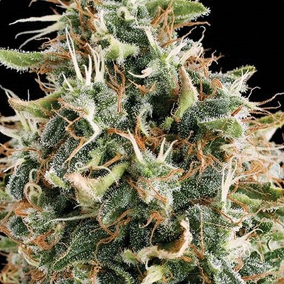 Vision Seeds - White Widow (fem.)
