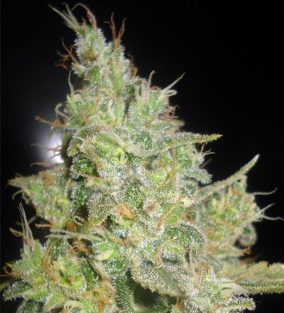 Delicious Seeds - Critical Kali Mist (fem.)