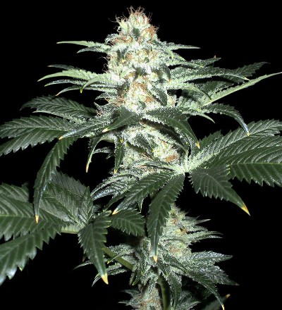 Delicious Seeds - Critical Sensi Star (fem.)