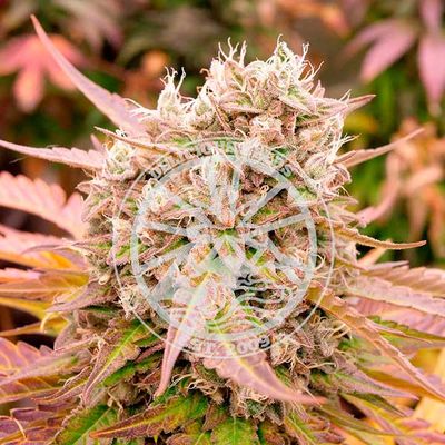 Delicious Seeds - Dark Lemonade Auto (auto/fem.) 09654