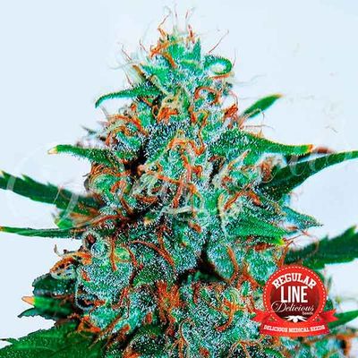 Delicious Seeds - Critical Neville Haze Regular Auto (auto/reg.) 09655