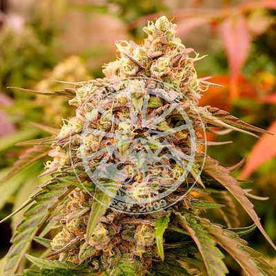 Delicious Seeds - Sunday Punch (fem.) 09656