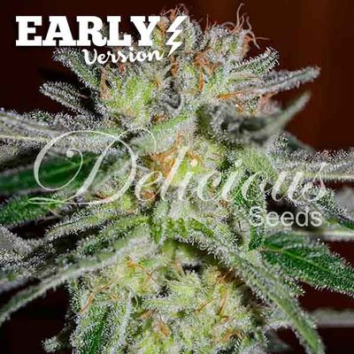 Delicious Seeds - Northern Light Blue Early Version (fem.) 09659