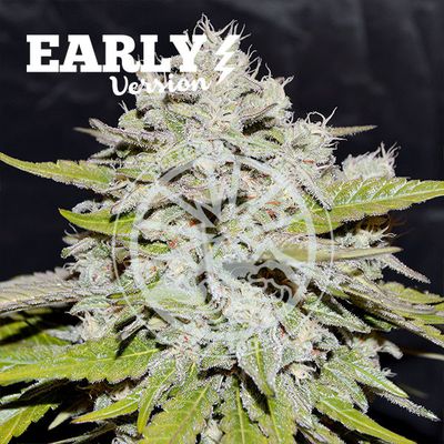 Delicious Seeds - Bay Burger Early Version (fem.) 09660