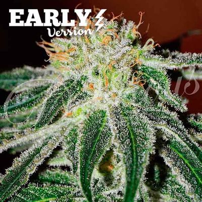 Delicious Seeds - Black Russian Early Version (fem.) 09661