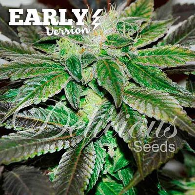 Delicious Seeds - Sugar Candy Early Version (fem.) 09662