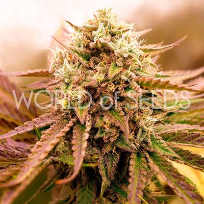 World Of Seeds - Appalachian Kush Early Version (fem.) 09665