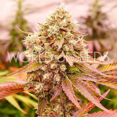 World Of Seeds - Burger Kush (fem.) 09664