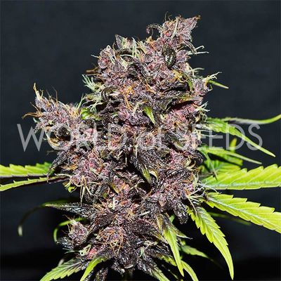World Of Seeds - Purple Afghan Kush Ryder (auto/fem.) 09666