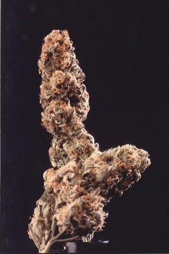 K.С. Brains Seeds - Afghani Special (fem.)