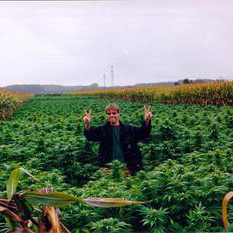 K.С. Brains Seeds - Double D (fem.)