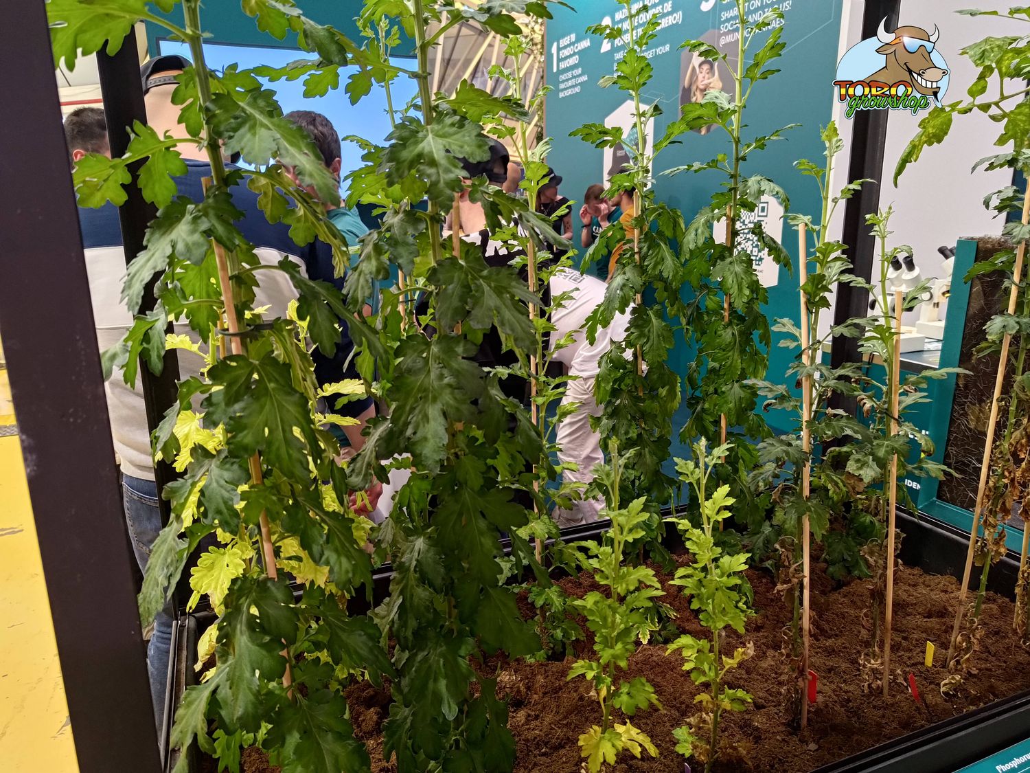 Spannabis 2024 с Toro Growshop