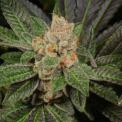 Archive Seed Bank - Sugar Biscuits (fem.) 09686