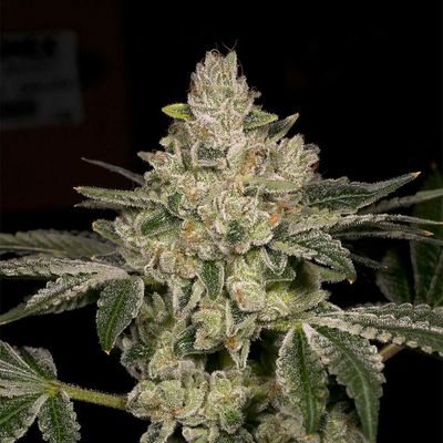 Archive Seed Bank - Hash Blast (fem.) 09687